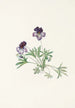 Violette pédatée Viola pedata - Mary Vaux Walcott — visning af kunstværket