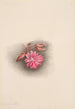 Lewisia rediviva Lewisia redivivia - Mary Vaux Walcott — visning af kunstværket
