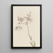 Silène enflé Silene latifolia - Mary Vaux Walcott — indrammet kunstværk på væggen