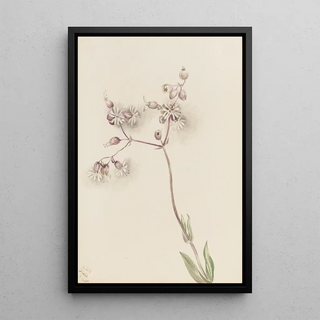 Mary Vaux Walcott - Bladder Campion Silene latifolia.webp