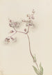Silène enflé Silene latifolia - Mary Vaux Walcott — visning af kunstværket