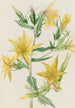 Mentzelia laevicaulis Mentzelia laevicaulis - Mary Vaux Walcott — visning af kunstværket