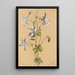 Ancolie bleue Aquilegia caerulea - Mary Vaux Walcott — indrammet kunstværk på væggen