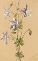 Ancolie bleue Aquilegia caerulea - Mary Vaux Walcott — visning af kunstværket