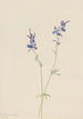 Pied d'alouette blå Delphinium nuttallianum - Mary Vaux Walcott — visning af kunstværket