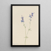 Pied d'alouette blå Delphinium nuttallianum - Mary Vaux Walcott — indrammet kunstværk på væggen