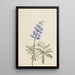 Lupin argenté Lupinus argenteus - Mary Vaux Walcott — indrammet kunstværk på væggen