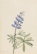 Lupin argenté Lupinus argenteus - Mary Vaux Walcott — visning af kunstværket