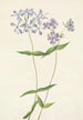 Phlox divariqué Phlox divaricata - Mary Vaux Walcott — visning af kunstværket