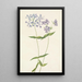 Phlox divariqué Phlox divaricata - Mary Vaux Walcott — indrammet kunstværk på væggen