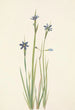 et smaltbladet Sisyrinchium-maleri Sisyrinchium angustifolium - Mary Vaux Walcott — visning af kunstværket