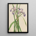 Iris versicolore Iris versicolor - Mary Vaux Walcott — indrammet kunstværk på væggen