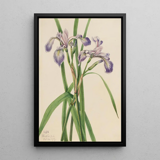 Mary Vaux Walcott - Blueflag Iris Iris versicolor.webp