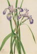 Iris versicolore Iris versicolor - Mary Vaux Walcott — visning af kunstværket