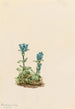Gentiane glauque Gentiana glauca - Mary Vaux Walcott — visning af kunstværket