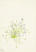 Houstonie med salvieblade Houstonia serpyllifolia - Mary Vaux Walcott — visning af kunstværket