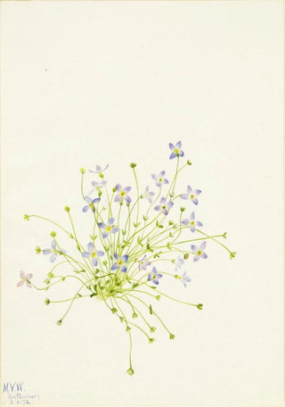 Mary Vaux Walcott - Bluets Houstonia serpyllifolia.webp