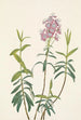 Kalmia des marais Kalmia polifolia - Mary Vaux Walcott — visning af kunstværket