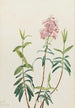 Kalmia des marais Kalmia polifolia - Mary Vaux Walcott — visning af kunstværket