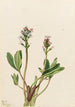 Trèfle d'eau Menyanthes trifoliata - Mary Vaux Walcott — visning af kunstværket