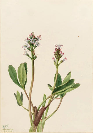 Mary Vaux Walcott - Bogbean Menyanthes trifoliata.webp