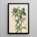 Gentiane savonneuse Gentiana saponaria - Mary Vaux Walcott — indrammet kunstværk på væggen