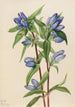 Gentiane savonneuse Gentiana saponaria - Mary Vaux Walcott — visning af kunstværket