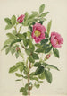 Rose de Bourgeau Rosa bourgeauiana - Mary Vaux Walcott — visning af kunstværket