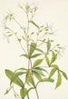 Porteranthus trifolié Porteranthus trifoliatus - Mary Vaux Walcott — visning af kunstværket