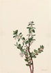 Gaylussacia brachycera Gaylussacia brachycera - Mary Vaux Walcott — visning af kunstværket