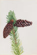 Pin aristé Pinus aristata - Mary Vaux Walcott — visning af kunstværket