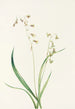 Stenanthium occidental Stenanthium occidentale - Mary Vaux Walcott — visning af kunstværket