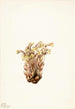 Orobanche fasciculée Orobanche fasciculata - Mary Vaux Walcott — visning af kunstværket