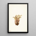 Orobanche fasciculée Orobanche fasciculata - Mary Vaux Walcott — indrammet kunstværk på væggen
