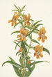 Diplacus longiflorus - Mary Vaux Walcott — visning af kunstværket