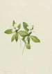Cornouiller du Canada Cornus canadensis - Mary Vaux Walcott — visning af kunstværket