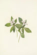 canadisk kornellblomst Cornus canadensis - Mary Vaux Walcott — visning af kunstværket