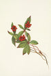 Fruit de cornouiller du Canada Cornus canadensis - Mary Vaux Walcott — visning af kunstværket