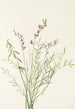 Bourgeau Astragalus bourgovii - Mary Vaux Walcott — visning af kunstværket