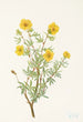 Potentille arbustive Potentilia fruticosa - Mary Vaux Walcott — visning af kunstværket