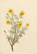 Potentille arbustive Potentilla fruticosa - Mary Vaux Walcott — visning af kunstværket