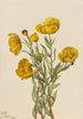 Dendromecon rigide Dendromecon rigidum - Mary Vaux Walcott — visning af kunstværket