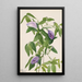 Pois papillon Clitoria mariana - Mary Vaux Walcott — indrammet kunstværk på væggen