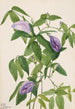 Pois papillon Clitoria mariana - Mary Vaux Walcott — visning af kunstværket