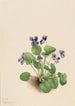Violette papillon Viola papilionacea - Mary Vaux Walcott — visning af kunstværket