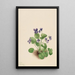 Violette papillon Viola papilionacea - Mary Vaux Walcott — indrammet kunstværk på væggen