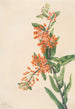 Asclépiade tubéreuse Ascelpias tuberosa - Mary Vaux Walcott — visning af kunstværket