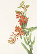 Asclépiade tubéreuse Asclepias tuberosa - Mary Vaux Walcott — visning af kunstværket