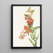 Asclépiade tubéreuse Asclepias tuberosa - Mary Vaux Walcott — indrammet kunstværk på væggen