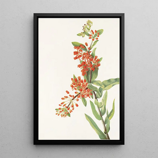 Mary Vaux Walcott - Butterflyweed Asclepias tuberosa.webp